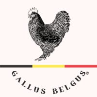 gallus belgus